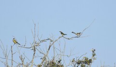 Mimus polyglottos