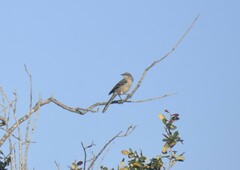 Mimus polyglottos