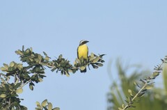 Myiozetetes similis