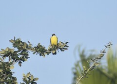 Myiozetetes similis