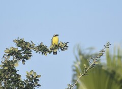 Myiozetetes similis