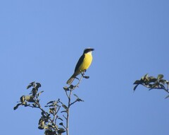 Myiozetetes similis