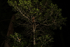 Acronychia pauciflora