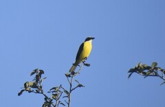 Myiozetetes similis