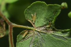 Neomusotima conspurcatalis