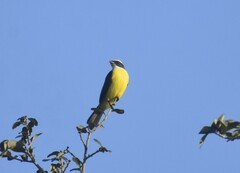 Myiozetetes similis
