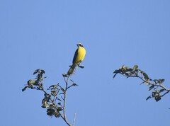 Myiozetetes similis