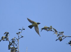 Myiozetetes similis
