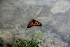 Acraea