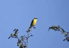 Myiozetetes similis