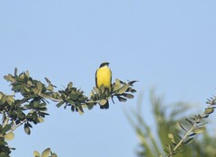 Myiozetetes similis