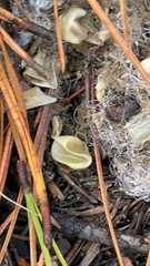 Chlorosplenium chlora