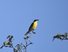 Myiozetetes similis