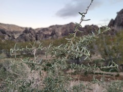 Atriplex canescens
