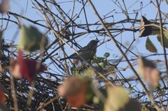 Setophaga coronata coronata