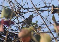 Setophaga coronata coronata
