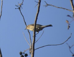 Setophaga coronata coronata