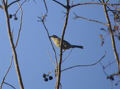 Setophaga coronata coronata
