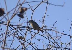 Setophaga coronata coronata