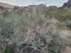 Atriplex canescens