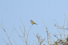 Tyrannus couchii