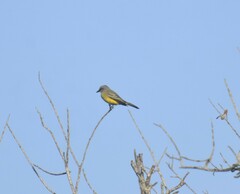Tyrannus couchii