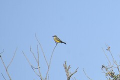 Tyrannus couchii