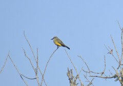 Tyrannus couchii