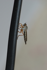 Neomochtherus pallipes