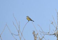 Tyrannus couchii