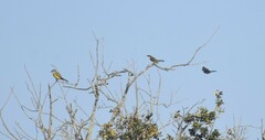 Tyrannus couchii