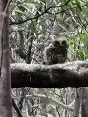 Ninox novaeseelandiae
