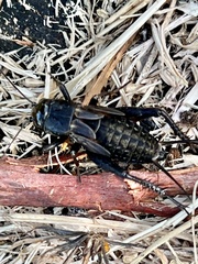 Teleogryllus commodus