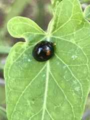 Chilocorus stigma
