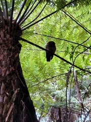 Ninox novaeseelandiae