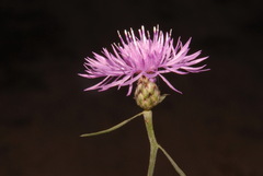 Centaurea stoebe australis