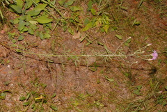 Centaurea stoebe australis