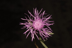 Centaurea stoebe australis
