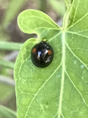 Chilocorus stigma