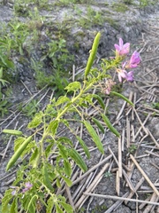 Cleome titubans
