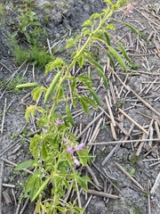 Cleome titubans