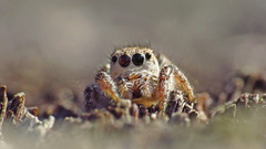 Habronattus