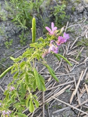 Cleome titubans