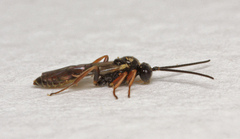 Orthopelma mediator