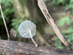 Marasmiellus stenophyllus