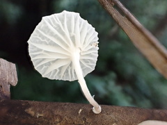 Marasmiellus stenophyllus
