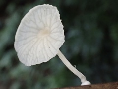 Marasmiellus stenophyllus