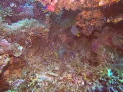 Pomacanthus imperator