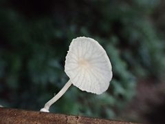 Marasmiellus stenophyllus