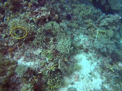 Chaetodontoplus mesoleucus